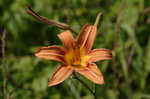 Orange daylily